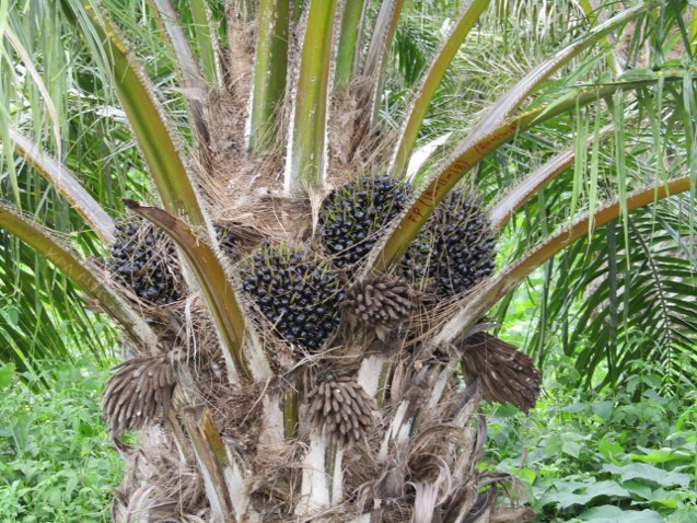 Oil Plantation